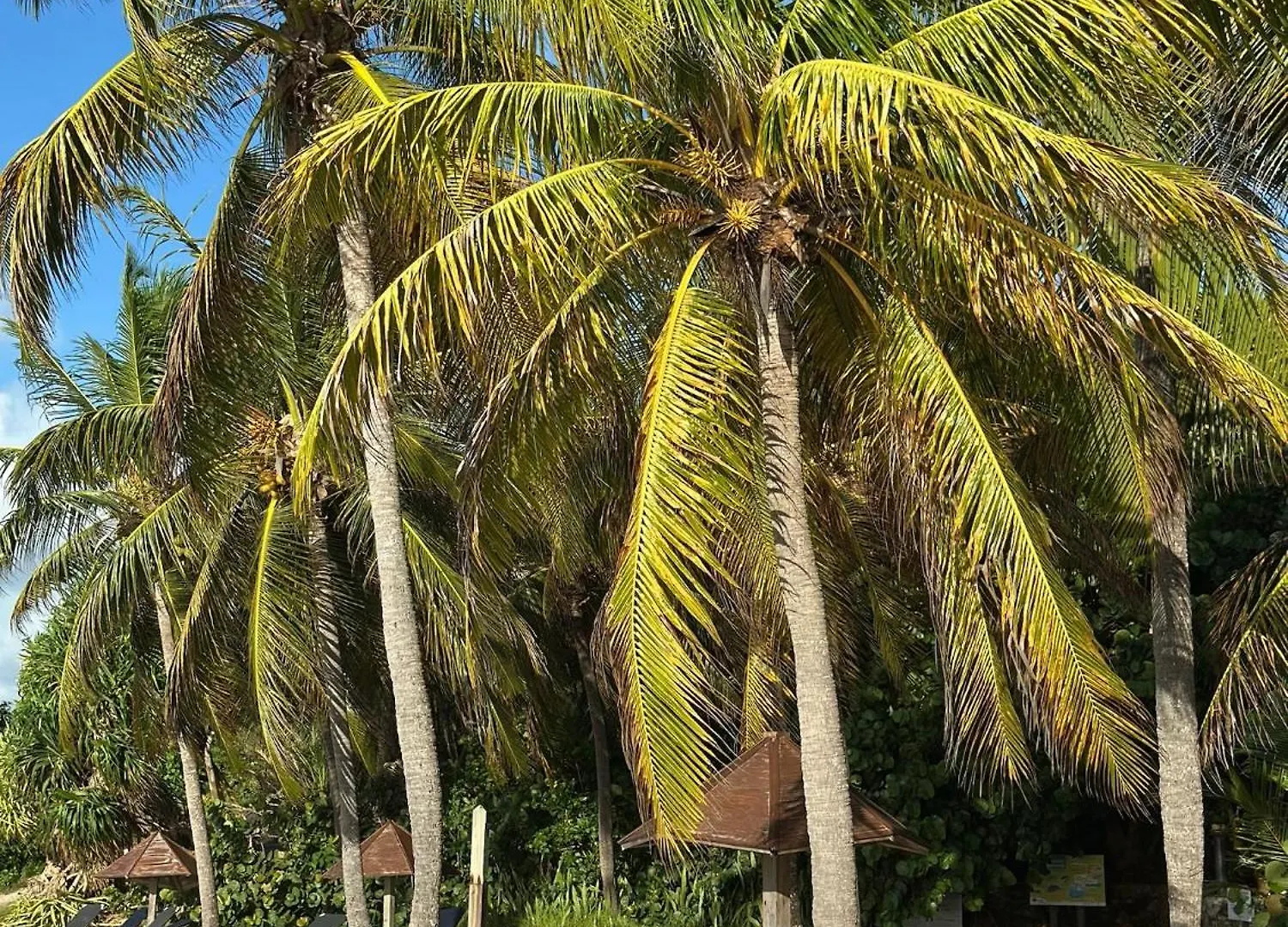 Studio Baya En Bord De Mer Sainte-Anne  0*, Sainte-Anne (Grande-Terre) Guadeloupe